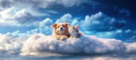 Centro Cremazioni Animali cani e gatti