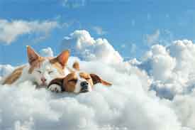 Cremazione Animali Singola Eterna